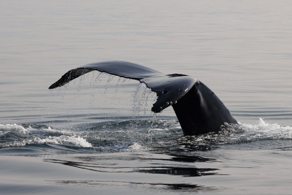 Humpback Fluke