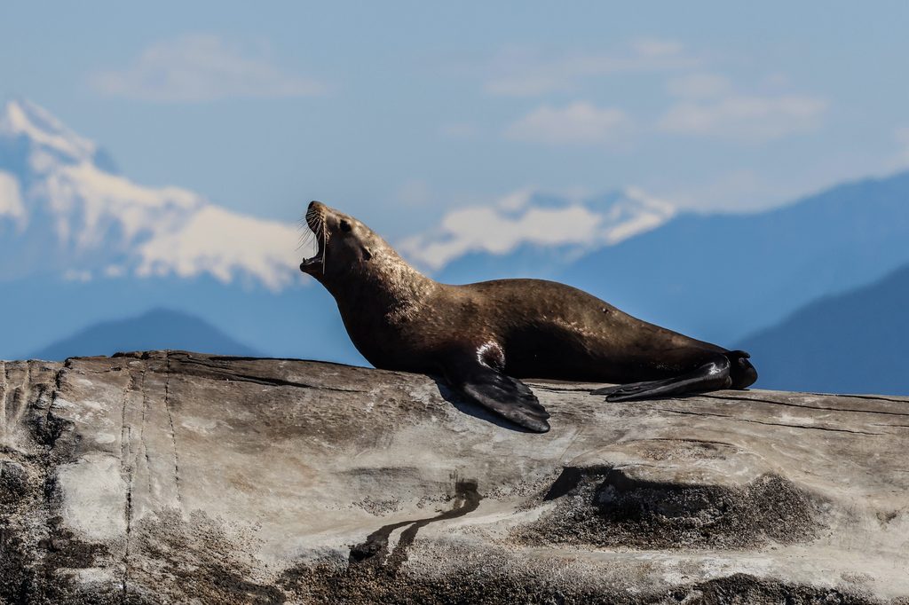 Stellar Sea Lion Barking