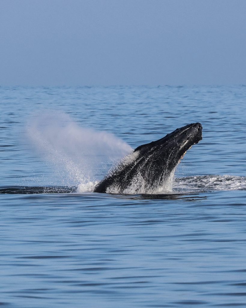 Lunging Humpback