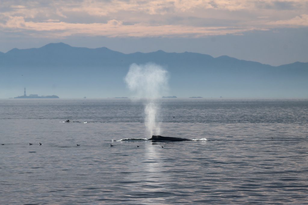 Humpback Exhale