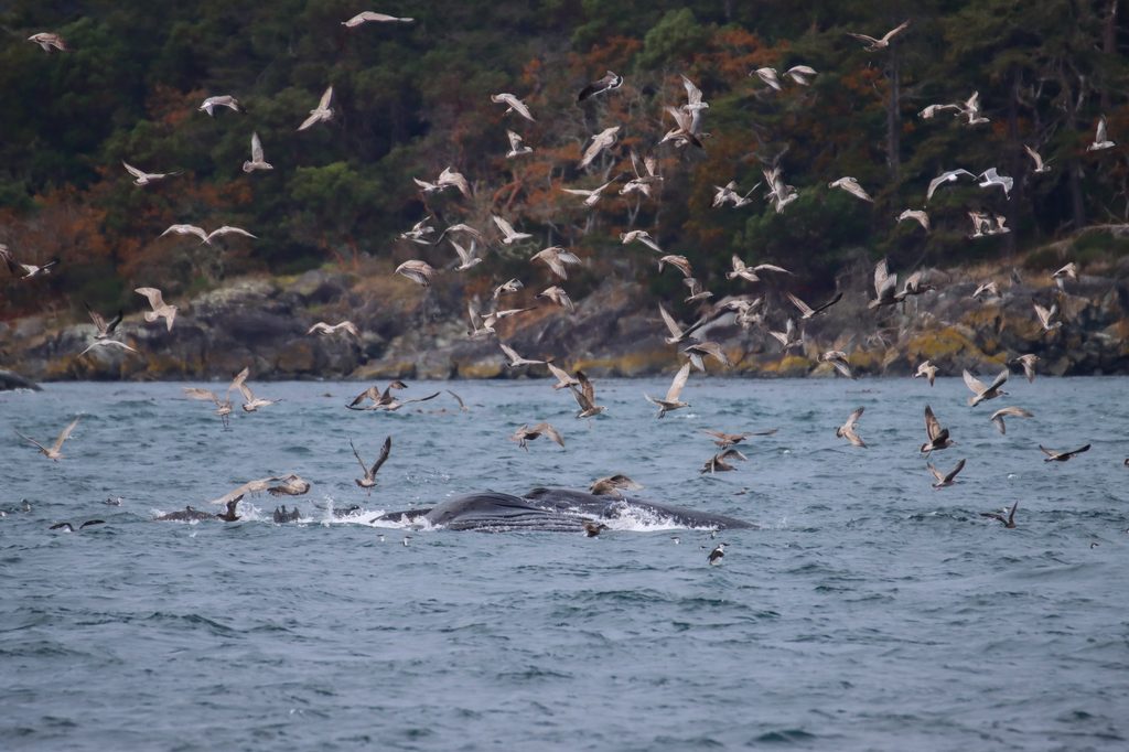 Seabirds and Humpback