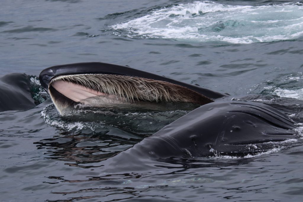 Baleen