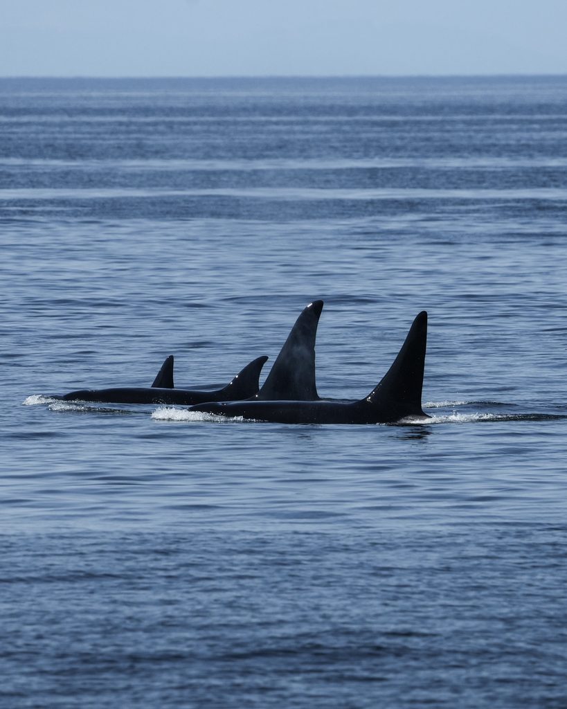 Orca Pod